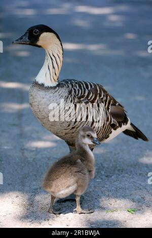 Hawaiianische Gans (Branta sandvicensis), Erwachsener, mit Unterwäsche, stehend (in Gefangenschaft) Stockfoto