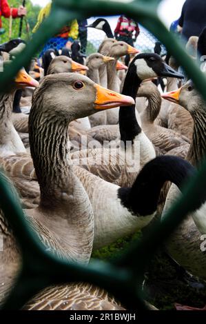 Graugans (Anser anser) und kanadische Gans (Branta canadensis), gemischte Herden in Gehegen, die gezählt und geklingelt werden, während der Stockfoto