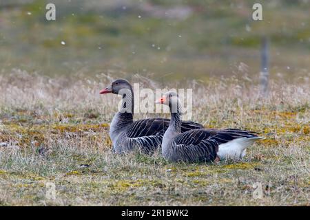 Greylag Goose (Anser anser) erwachsenes Paar, das sich auf dem Boden in leicht fallendem Schnee ruht, Snettisham RSPB Reserve, The Wash, Norfolk, England, Vereinigtes Königreich Stockfoto