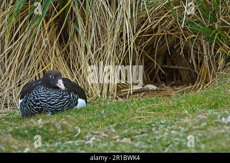 Seetangans (Chloephaga hybrida), Erwachsene Frau, ruht in der Nähe des Nests unter Lumpengras, Carcass Island, West Falklands Stockfoto