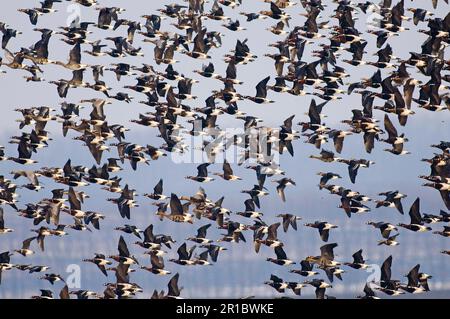 Rotbrustgans (Branta ruficollis) und Eurasische Weißwedelgans (Anser albifrons albifrons) Erwachsene, gemischte Herde im Flug, Durankulak Stockfoto