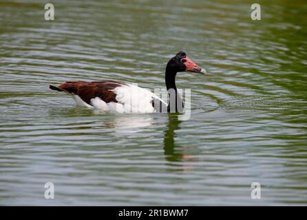 Elster (Anseranas semipalmata), Erwachsener, Schwimmen auf See, Südost-Queensland, Australien Stockfoto