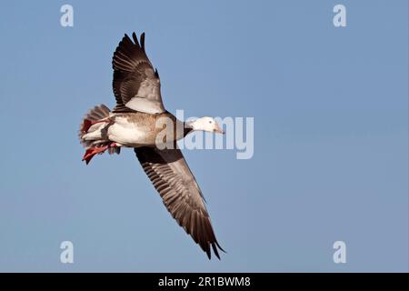 Snow Goose (Chen caerulescens) Blue Phase, Erwachsener, im Flug, Bosque del Apache National Wildlife Refuge, New Mexico (U.) S.A. Stockfoto