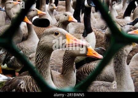 Graugans (Anser anser) und kanadische Gans (Branta canadensis), gemischte Herden in Gehegen, die gezählt und geklingelt werden, während Stockfoto