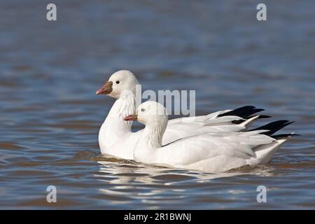 Ross's Goose (Anser rossii) Erwachsenenpaar, Schwimmen, Bosque del Apache National Wildlife Refuge, New Mexico (U.) S. A. Stockfoto