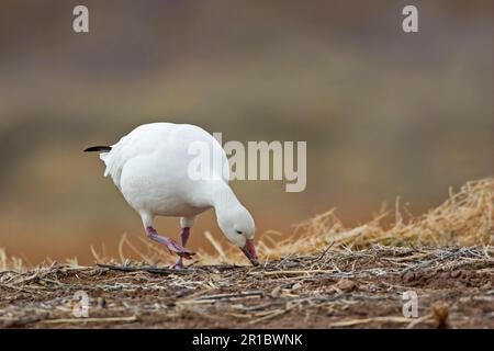 Schneegänse (Chen caerulescens), Erwachsene, Fütterung am Boden, Bosque del Apache National Wildlife Refuge, New Mexico (U.) S.A. Stockfoto