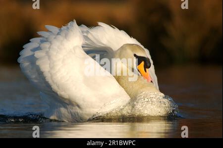 Stumm Schwan (Cygnus olor), männlich, in Bedrohung, Richmond, Surrey, England, Vereinigtes Königreich Stockfoto