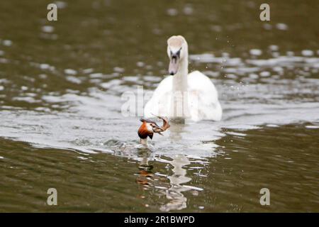 Riesenkammmuschel (Podiceps cristatus) Erwachsener, schwimmen, versuchen Fisch zu essen, von stummen Schwanen (Cygnus olor) gejagt werden, unreif, Powys, Wales, vereint Stockfoto