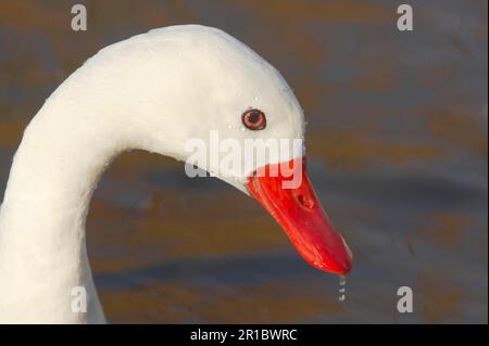 Coscorobaschwan (Coscoroba coscoroba), Erwachsener, Nahaufnahme des Kopfes, Slimbridge W. T. (in Gefangenschaft) Stockfoto