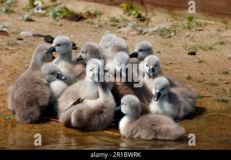 Stummer Schwan (Cygnus olor), Gruppe am Ufer, Oxfordshire, England, Großbritannien Stockfoto