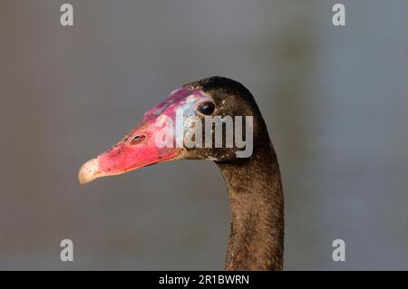 Ausgewachsene schwarze Gans (Plectropterus gambensis niger), Nahaufnahme des Kopfes, in Gefangenschaft Stockfoto