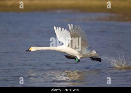 Bewick's Swan (Cygnus bewickii), Erwachsener, mit Beinring, Abflug vom Wasser, Slimbridge, Gloucestershire, England, Großbritannien Stockfoto