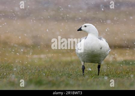 Berggans (Chloephaga picta), männlich, auf Gras während des Schneefalls, Seelöweninsel, Falklandinseln Stockfoto