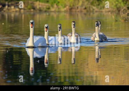 Mute Swan (Cygnus olor) Erwachsene und Cygnets, Familienschwimmen, Oxfordshire, England, Großbritannien Stockfoto