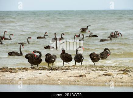 Schar schwarzer Schwan (Cygnus atratus), der am Strand püriert und auf See füttert, Victoria, Australien Stockfoto