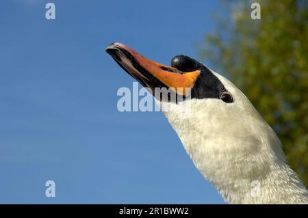 Stummer Schwan (Cygnus olor) Erwachsener, der grunzende Geräusche macht, Nahaufnahme des Kopfes, Oxfordshire, England, Großbritannien Stockfoto