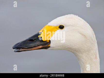 Ausgewachsener Tundraschwan (Cygnus bewickii), Nahaufnahme des Kopfes, mit Wassertröpfchen, Gloucestershire, England, Im Winter Stockfoto