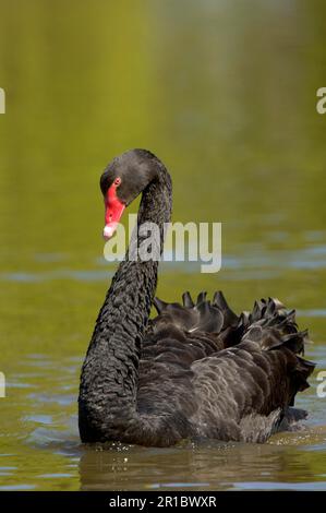 Schwarzer Schwan (Cygnus atratus), Erwachsener, Schwimmen, aggressive Haltung Stockfoto