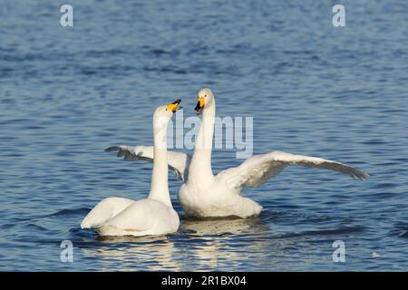 Keuchschwan (Cygnus cygnus), Erwachsenenpaar, auf Wasser, Ouse Washes, Norfolk, England, Vereinigtes Königreich Stockfoto