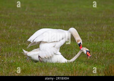 Stummer Schwan (Cygnus olor) zwei männliche Erwachsene, kämpfend, dominante männliche Bisse in den Kopf, Suffolk, England, Vereinigtes Königreich Stockfoto