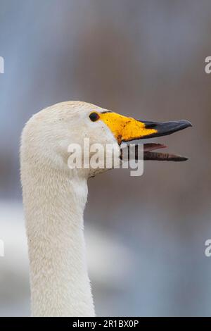 Erwachsener Keuchschwan (Cygnus cygnus), Anruf, Nahaufnahme von Kopf und Hals, Hornborga-See, Schweden, Frühling Stockfoto