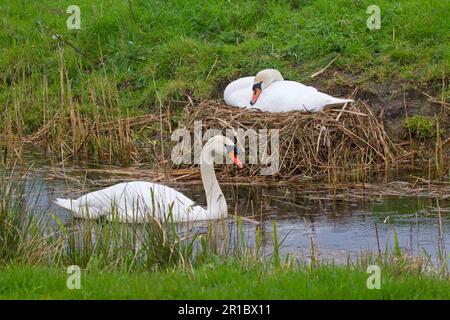 Stummer Schwan (Cygnus olor), erwachsenes Paar, männlich schwimmend, weiblich auf dem Nest am Deich, Bruteier, Suffolk, England, Vereinigtes Königreich Stockfoto