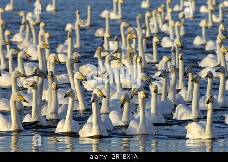 Whooper Swan (Cygnus cygnus) Erwachsene und Jungtiere, Herde auf Wasser, Martin Mere, Lancashire, England, Vereinigtes Königreich Stockfoto