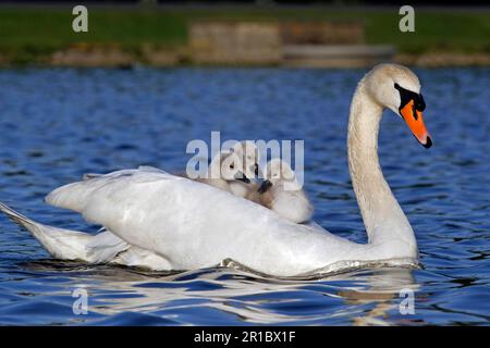 Stummer Schwan (Cygnus olor), Erwachsene Frau, trägt Schwimmcygnets auf dem Rücken, Schwimmen, Buschpark, Richmond upon Thames, London, England, Vereint Stockfoto