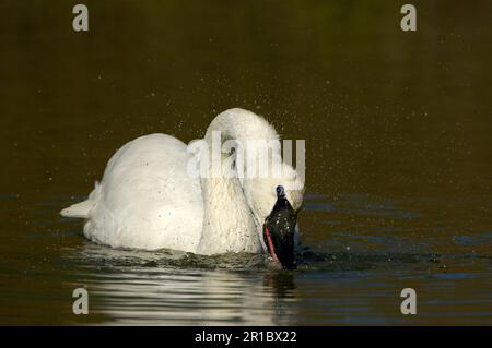 Erwachsener Trompeterschwan (Cygnus Buccinator), Fütterung auf der Wasseroberfläche Stockfoto