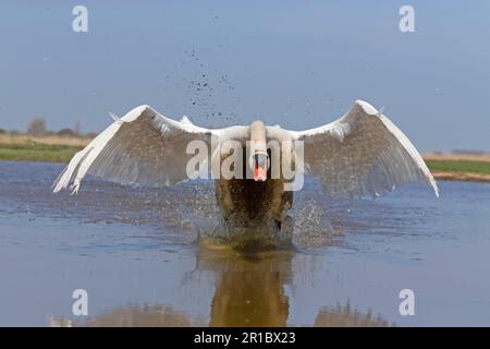 Stummer Schwan (Cygnus olor), männlicher Erwachsener, Landung auf Teich, Suffolk, England, Vereinigtes Königreich Stockfoto