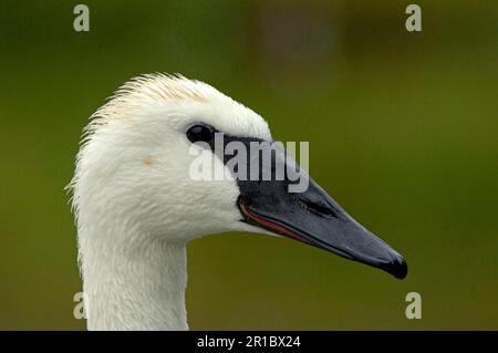 Trompeterschwan (Cygnus Buccinator), Erwachsener, Nahaufnahme des Kopfes Stockfoto