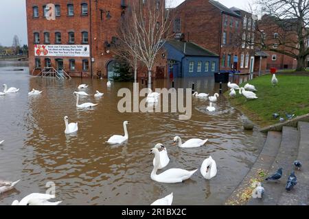 Herde stummer Schwäne (Cygnus olor), die in den Flutstraßen des Flusses schwimmen, River Seven, Worcester, Worcestershire, England, Dezember 2012 Stockfoto