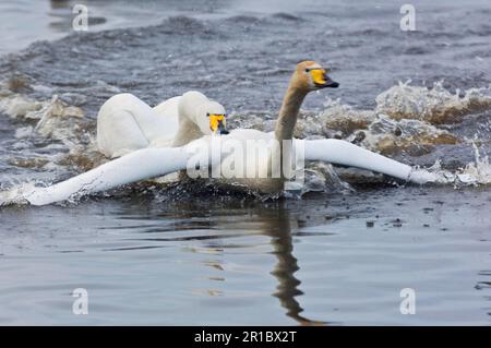 Whooper Swan (Cygnus cygnus) zwei Erwachsene, die auf dem Wasser kämpfen, Martin Mere, Lancashire, England, Vereinigtes Königreich Stockfoto