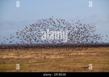 Große Herde dunkelbäugiger brent-Gänse an der Nordnorfolkküste in der Nähe der Wash Stockfoto