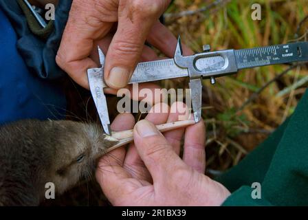 North Island Conservation Programme North Island Brown Kiwi (Apteryx mantelli), Biologe Schnabelmesse, Waimarino Wald, Raetihi, Nordinsel Stockfoto