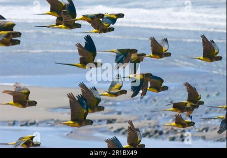 Kleiner Steinsittich, Kleiner Steinsittich, Chilenischer Sittich, Papageien, Sittiche, Tiere, Vögel, Burrowing Parakeet (Cyanoliseus P. patagonus) Herde Stockfoto