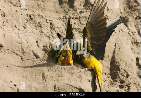 Kleiner Steinsittich, Kleiner Steinsittich, Chilenischer Sittich, Papageien, Sittiche, Tiere, Vögel, Burrowing-Sittich (Cyanoliseus P. patagonus) Stockfoto