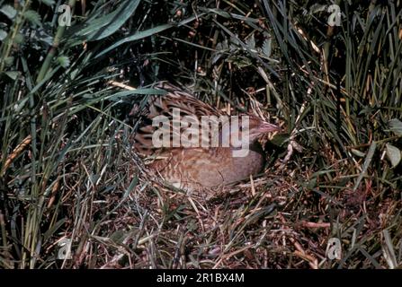 Meadow Rail, Corncrake, Meadow Rails, Corncrakes, Rails, Tiere, Vögel, Corncrake (Crex Crea) Nahaufnahme, auf Nest sitzen (S) Stockfoto