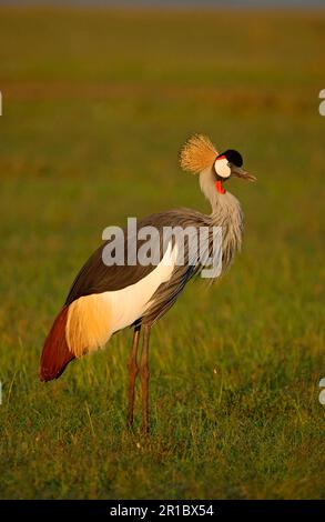 Graue Kraniche (Balearica regulorum), Grauhalskraniche, gefährdete Arten, Kraniche, Vögel, Tiere, grauer Kranich im Stehen Stockfoto