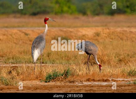 Sarus Crane (Grus antigone), erwachsenes Paar, vegetative Fütterung von Salzwiesen, Little Rann von Kachchh, Gujarat, Indien Stockfoto