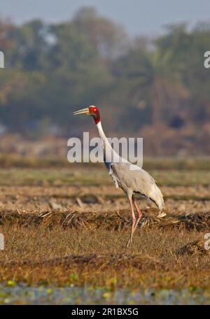 Sarus Crane (Grus antigone), Erwachsener, im Feld stehend, Rajasthan, Indien Stockfoto