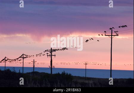 Kleiner Steinsittich, Kleiner Steinsittich, Chilenischer Sittich, Papageien, Sittiche, Tiere, Vögel, Burrowing-Sittich (Cyanoliseus P. patagonus) Stockfoto