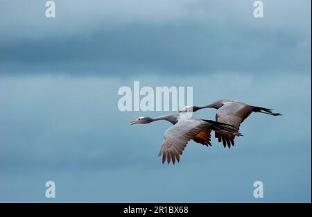 Paradise Crane, Paradise Cranes (Anthropoides paradisea) Crane, Vögel, Tiere, Blue Crane erwachsenes Paar im Flug, Etosha, Namibia Stockfoto