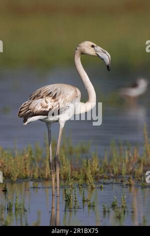 Großer Flamingo (Phoenicopterus roseus) unreif, im Wasser stehend, Kos, Griechenland Stockfoto