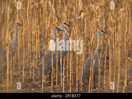 Sandhill Crane (Grus canadensis) vier Erwachsene, Fütterung im Maisfeld, Bosque del Apache Wildlife Refuge, New Mexico (U.) S. A, Winter Stockfoto