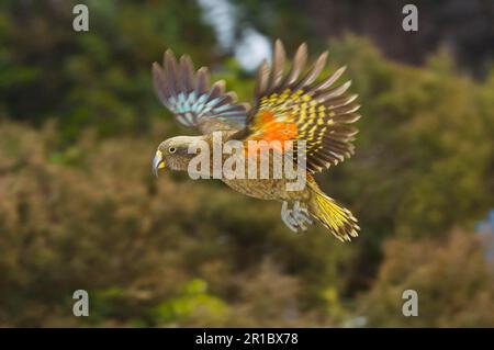 Kea (Nestor notabilis) Erwachsener, im Flug, Arthurs Pass, Südliche Alpen, Südinsel, Neuseeland Stockfoto