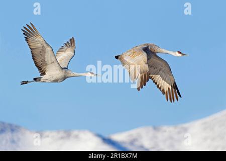 Sandhill Crane (Grus canadensis) Erwachsenenpaar, im Flug über schneebedeckte Hügel, Bosque del Apache National Wildlife Refuge, New Mexico (U.) S. A. Stockfoto
