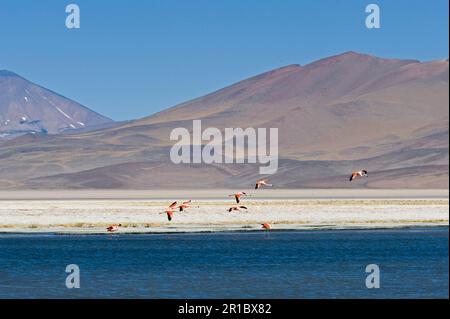 Chilenischer Flamingo (Phoenicopterus chilensis), Herde, im Flug, Landung in Salzsee Habitat 3800m, Laguna Santa Rosa, Parque Nacional Stockfoto