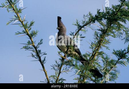 Weißbauch-Gehen-Vogel (Corythaixoides leucogaster), Weißbauch-Gehen-Vogel, Weißbauch-Gehen-Vogel, Tiere, Vögel, Kuckuckuck-Vögel Stockfoto