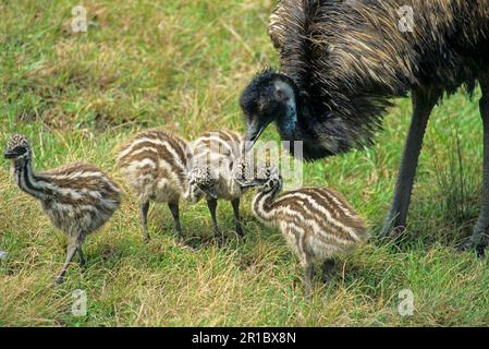 EMU (Dromaius novaehollandiae), männlich, ausgewachsen, mit Küken, Australien Stockfoto